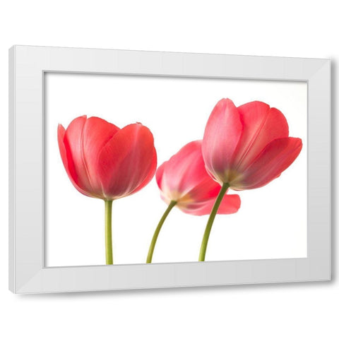 Red Tulips White Modern Wood Framed Art Print by Frank, Assaf