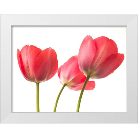 Red Tulips White Modern Wood Framed Art Print by Frank, Assaf