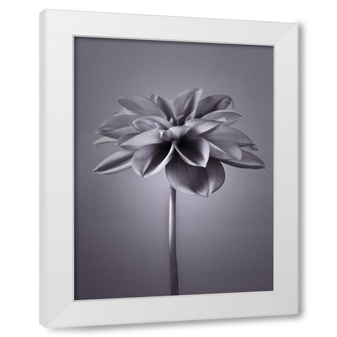 Dahlia Flower White Modern Wood Framed Art Print by Frank, Assaf