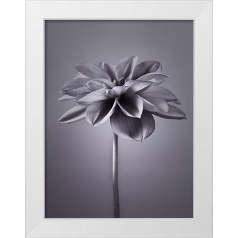Dahlia Flower White Modern Wood Framed Art Print by Frank, Assaf