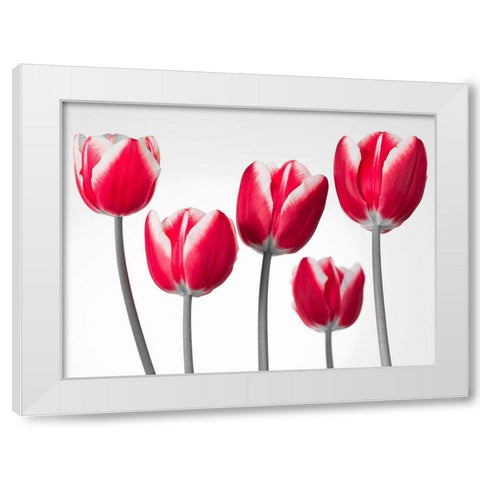 Fresh and beautiful Tulips on white background, FTBR-1818 White Modern Wood Framed Art Print by Frank, Assaf