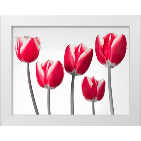 Fresh and beautiful Tulips on white background, FTBR-1818 White Modern Wood Framed Art Print by Frank, Assaf