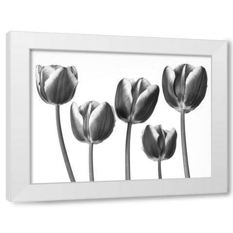 Tulips on white background White Modern Wood Framed Art Print by Frank, Assaf