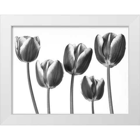 Tulips on white background White Modern Wood Framed Art Print by Frank, Assaf