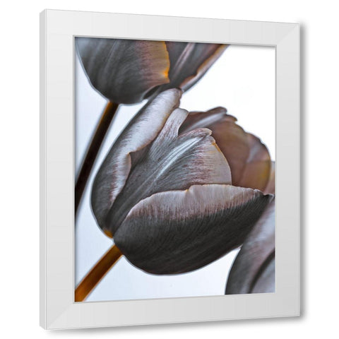 Tulip flowers on white background White Modern Wood Framed Art Print by Frank, Assaf