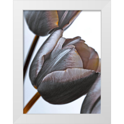 Tulip flowers on white background White Modern Wood Framed Art Print by Frank, Assaf