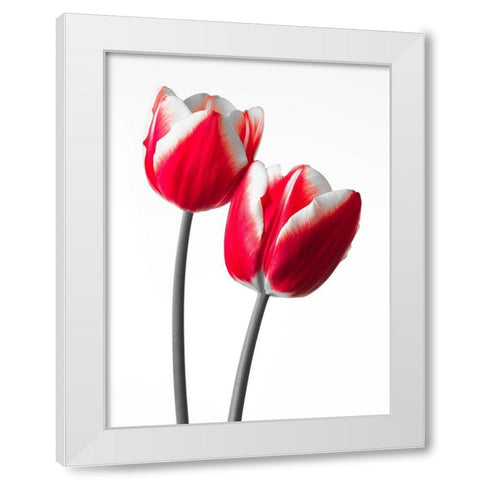Fresh and beautiful Tulips on white background, FTBR-1819 White Modern Wood Framed Art Print by Frank, Assaf