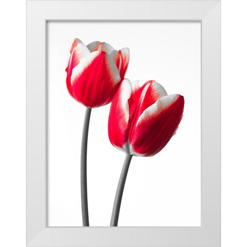 Fresh and beautiful Tulips on white background, FTBR-1819 White Modern Wood Framed Art Print by Frank, Assaf