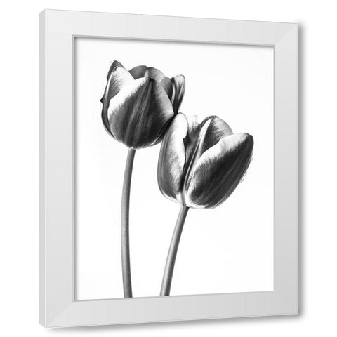 Tulips on white background, FTBR-1791 White Modern Wood Framed Art Print by Frank, Assaf