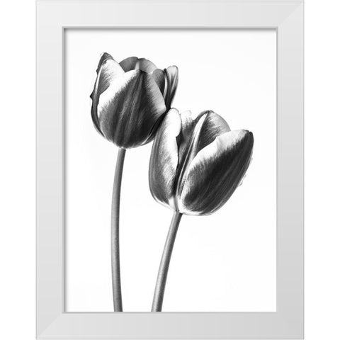Tulips on white background, FTBR-1791 White Modern Wood Framed Art Print by Frank, Assaf