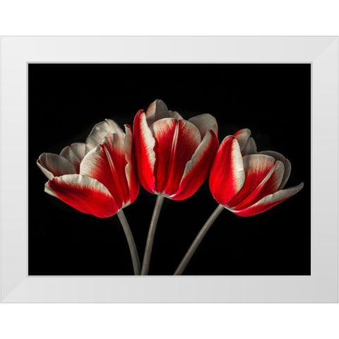 Tulip flowers on black background White Modern Wood Framed Art Print by Frank, Assaf