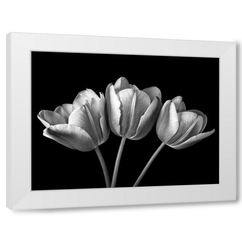 Tulip flowers on black background, FTBR-1793 White Modern Wood Framed Art Print by Frank, Assaf