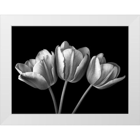 Tulip flowers on black background, FTBR-1793 White Modern Wood Framed Art Print by Frank, Assaf