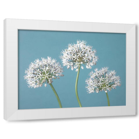 Three Alliums White Modern Wood Framed Art Print by Frank, Assaf