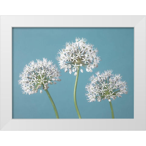 Three Alliums White Modern Wood Framed Art Print by Frank, Assaf