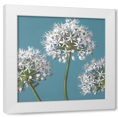 Three Alliums, FTBR-1874 White Modern Wood Framed Art Print by Frank, Assaf