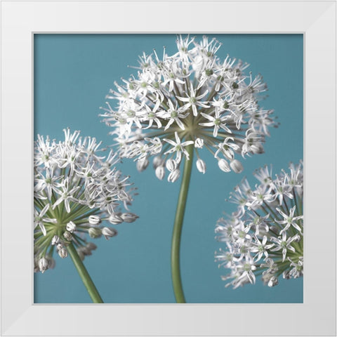 Three Alliums, FTBR-1874 White Modern Wood Framed Art Print by Frank, Assaf