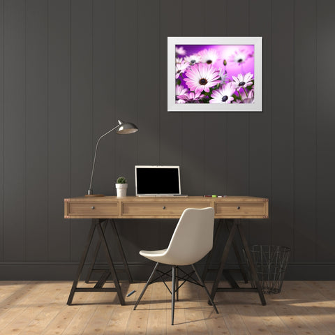 Osteospermum flowers White Modern Wood Framed Art Print by Frank, Assaf