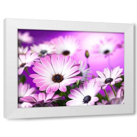 Osteospermum flowers White Modern Wood Framed Art Print by Frank, Assaf