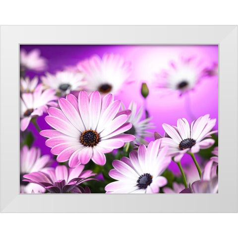 Osteospermum flowers White Modern Wood Framed Art Print by Frank, Assaf