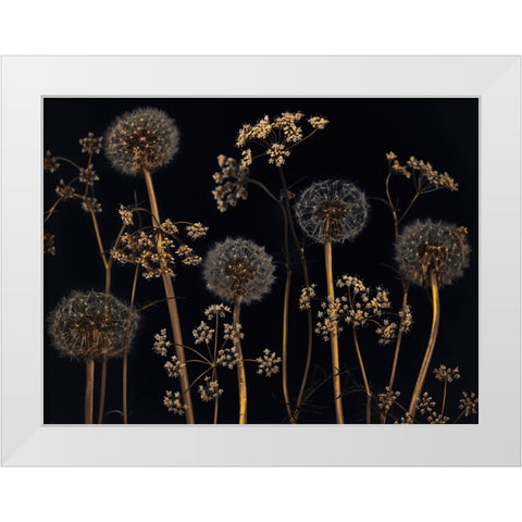 Meadow flowers White Modern Wood Framed Art Print by Frank, Assaf