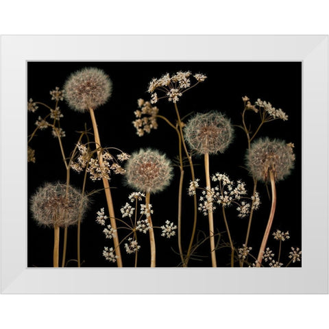 Meadow flowers White Modern Wood Framed Art Print by Frank, Assaf