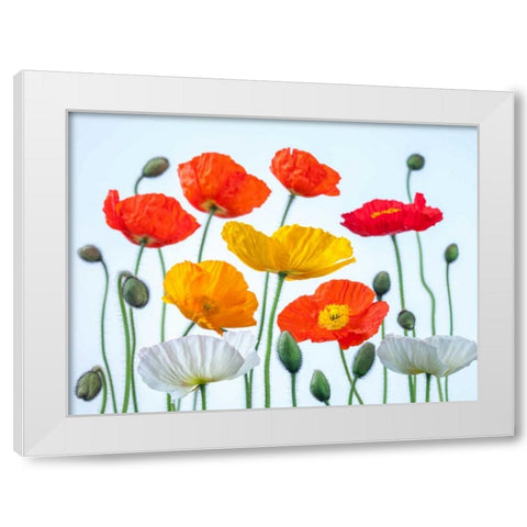 Multi coloured Poppies and buds White Modern Wood Framed Art Print by Frank, Assaf