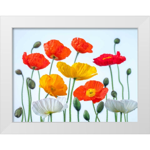 Multi coloured Poppies and buds White Modern Wood Framed Art Print by Frank, Assaf