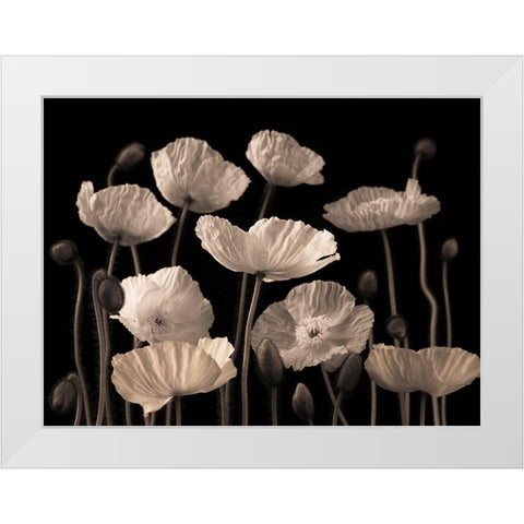 Poppies and buds White Modern Wood Framed Art Print by Frank, Assaf