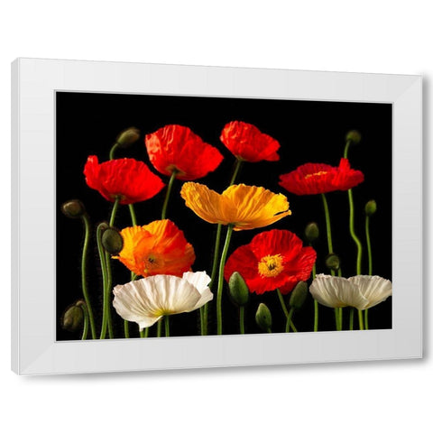 Multicoloured Poppies and buds White Modern Wood Framed Art Print by Frank, Assaf