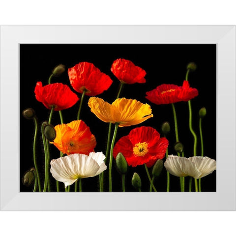 Multicoloured Poppies and buds White Modern Wood Framed Art Print by Frank, Assaf