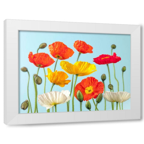 Multicoloured Poppies and buds White Modern Wood Framed Art Print by Frank, Assaf