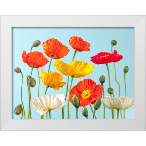 Multicoloured Poppies and buds White Modern Wood Framed Art Print by Frank, Assaf