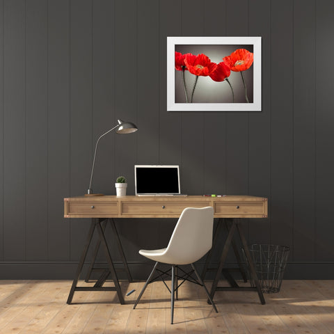Four Poppies White Modern Wood Framed Art Print by Frank, Assaf