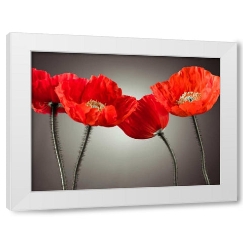 Four Poppies White Modern Wood Framed Art Print by Frank, Assaf