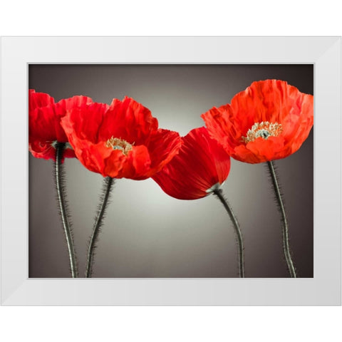 Four Poppies White Modern Wood Framed Art Print by Frank, Assaf