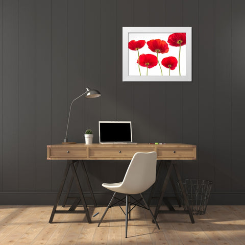 Five Poppies White Modern Wood Framed Art Print by Frank, Assaf