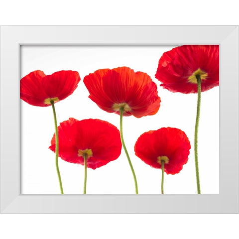 Five Poppies White Modern Wood Framed Art Print by Frank, Assaf