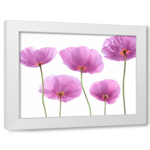 Five Poppies White Modern Wood Framed Art Print by Frank, Assaf