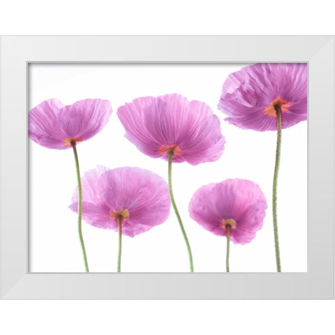 Five Poppies White Modern Wood Framed Art Print by Frank, Assaf