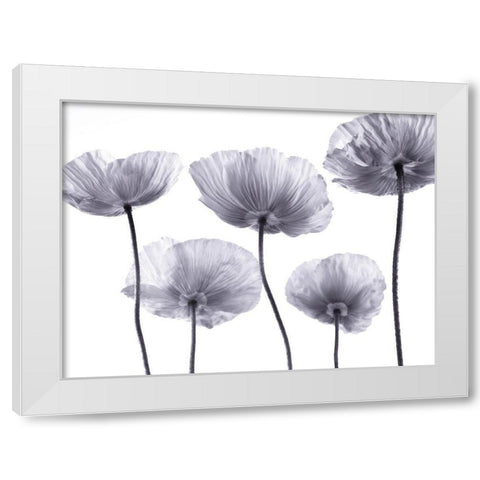 Five Poppies White Modern Wood Framed Art Print by Frank, Assaf