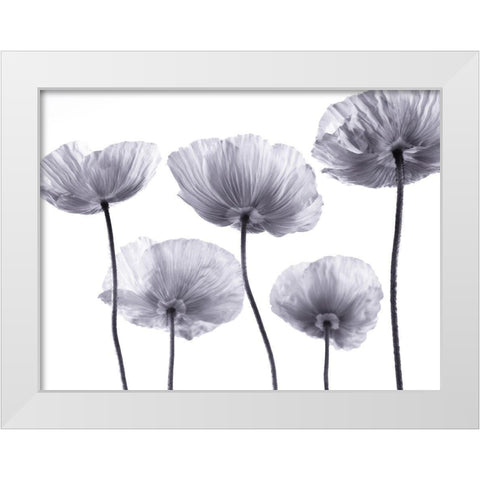 Five Poppies White Modern Wood Framed Art Print by Frank, Assaf