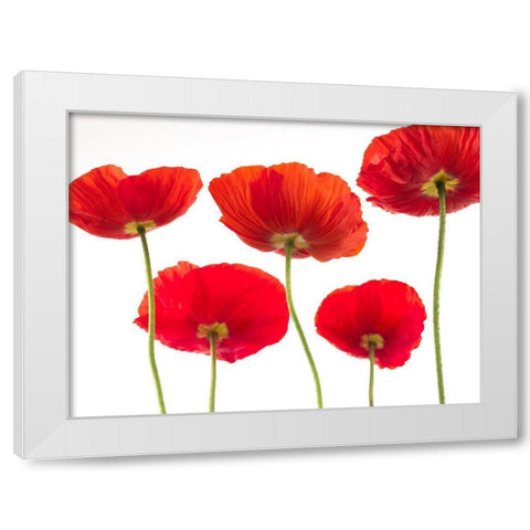 Five Poppies White Modern Wood Framed Art Print by Frank, Assaf