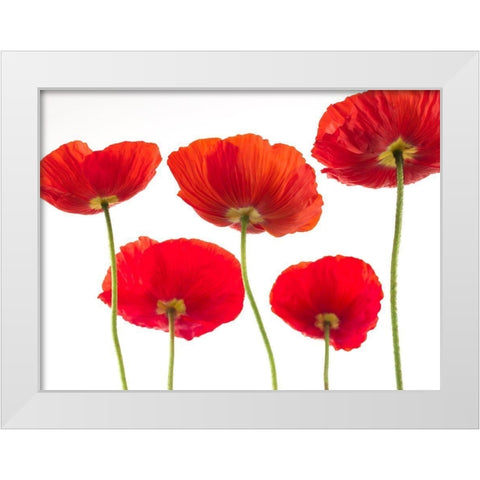 Five Poppies White Modern Wood Framed Art Print by Frank, Assaf