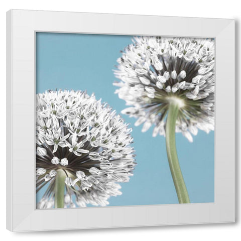 Two Allium flowers White Modern Wood Framed Art Print by Frank, Assaf