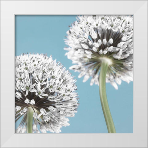 Two Allium flowers White Modern Wood Framed Art Print by Frank, Assaf