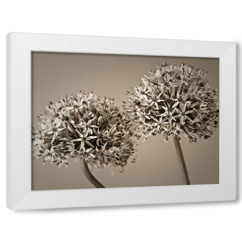 Two Allium flowers White Modern Wood Framed Art Print by Frank, Assaf