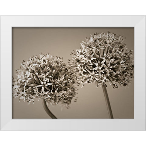 Two Allium flowers White Modern Wood Framed Art Print by Frank, Assaf