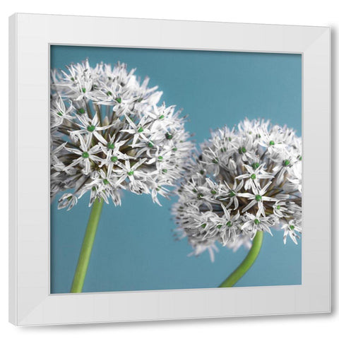Two Allium flowers, FTBR-1875 White Modern Wood Framed Art Print by Frank, Assaf