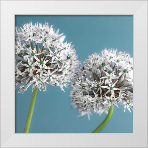 Two Allium flowers, FTBR-1875 White Modern Wood Framed Art Print by Frank, Assaf